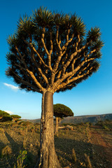 Naklejka premium Dragon Blood Tree is an endemic plant in Socotran Archipelago of Yemen in Indian Ocean