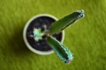 Kaktus w zieleni