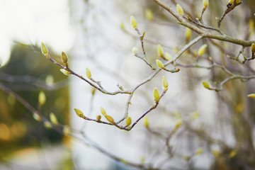 First leaves growing on a branch