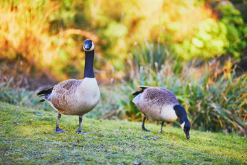 Couple of Canada geese (Branta canadensis) on the grass