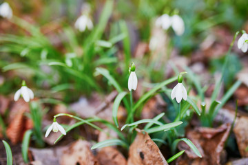 Snowdrops in the grass