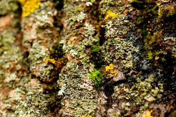 Spring wood moss in detail