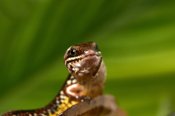 Lizard isolated on leaf background