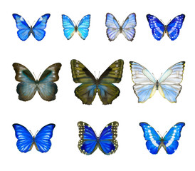 Fototapeta na wymiar Hand drawn set of watercolor butterflies Morpho isolated on white