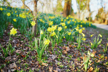 Fototapeta premium Many yellow narcissi in the grass