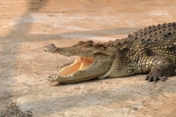 crocodile with mouth open