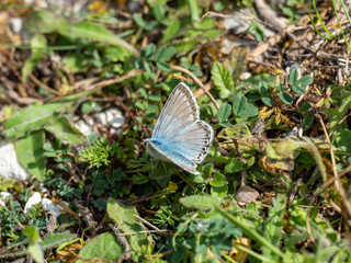 Male Chalk Hill Blue  ( Polyommatus coridon )