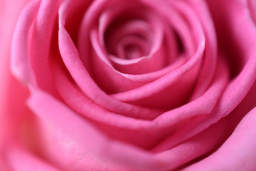 rose flower macro, fragment, blurred image
