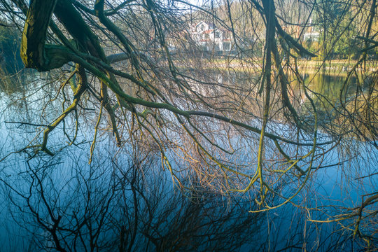 Reflections of branches in the water at the Etang de Corot in winter in Ville d'Avray near Paris, France