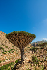 Fototapeta na wymiar Dragon Blood Tree is an endemic plant in Socotran Archipelago of Yemen in Indian Ocean