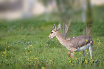the Palestine mountain gazelle, the Israeli deer. Walks, and eats green grass with winter flowers, isolated by a blurred background. Jerusalem Forest, Israel. Scientific name: Gazella gazella gazella