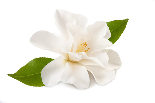 camellia flower