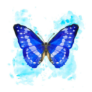Hand drawn watercolor butterfly Morpho Cypris on splattered background