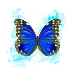 Hand drawn watercolor female butterfly Morpho Anaxibia on splattered background