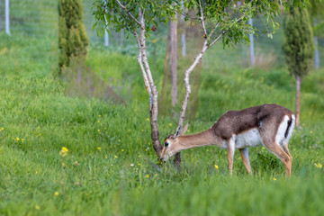 the Palestine mountain gazelle, the Israeli deer. Walks, and eats green grass with winter flowers, isolated by a blurred background. Jerusalem Forest, Israel. Scientific name: Gazella gazella gazella