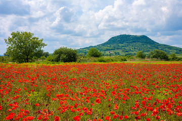 Poppy field with the Csobanc mountain in the background near to Badacsony and lake Balaton in Hungary