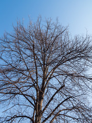 Tree without leaf with blue sky background