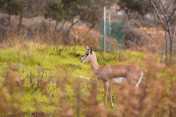 the Palestine mountain gazelle, the Israeli deer. Walks, and eats green grass with winter flowers,...