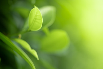 Closeup beautiful view of nature green leaves on blurred greenery tree background with sunlight in public garden park. It is landscape ecology and copy space for wallpaper and backdrop.