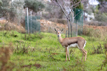 the Palestine mountain gazelle, the Israeli deer. Walks, and eats green grass with winter flowers, isolated by a blurred background. Jerusalem Forest, Israel. Scientific name: Gazella gazella gazella