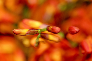 closeup of a plant