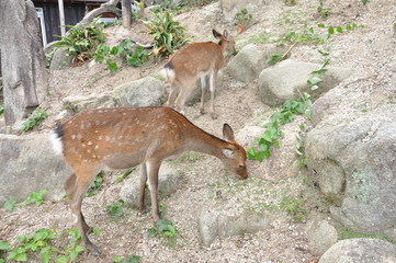鹿の親子