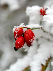 Hagebutten im Winter