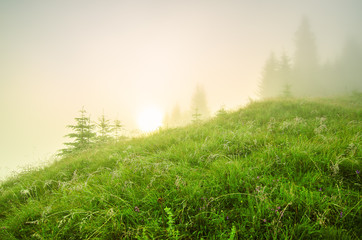 Foggy morning landscape