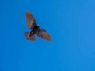 Alpine Chough or Black Bird Yellow Beak flying with blue sky background