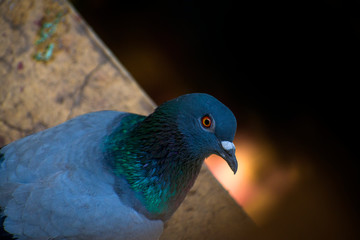 pigeon, bird, dove, animal, nature