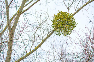 mistletoe in a tree in wintertime in Germany