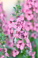 Myosotis,Boraginaceae, forget me nots or  Scorpion grasses