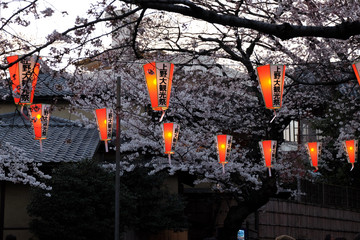 東京の夜景　上野大観光祭の夜桜提灯
