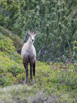 Gams in den Bergen