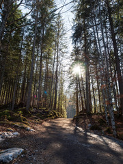 Sun riase in forest with pathway
