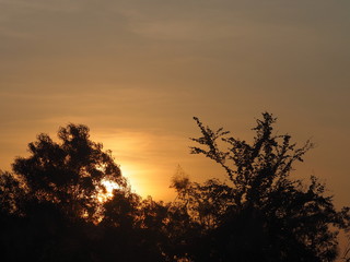 Fototapeta na wymiar Tree silhouette nature backgrounds sky Clouds sunrise sun is shining Golden light beautiful day