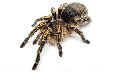 Araña