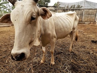 Very thin cow