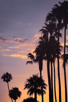 Tropical Sunset Sky With Gold and Pink Clouds and Palm Trees