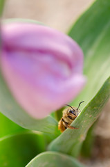 Abeja