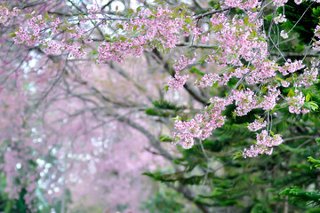 wild himalayan cherry or prunus cerasoides and pine tree