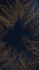 leafless trees at night at outdoor