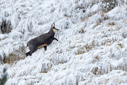 G&auml;mse in den Bergen Tirols