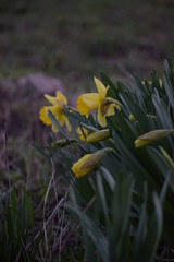 Obraz premium spring yellow flowers