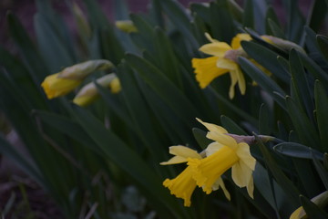 Obraz premium yellow and yellow flower