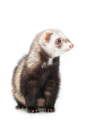 young ferret