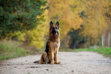 portrait of beautiful young long haired female german shepherd dog sitting on the road in daytime in autumn	 - obrazy, fototapety, plakaty