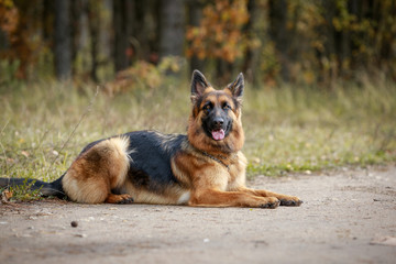 portrait of beautiful young long haired female german shepherd dog lies on the road in daytime in autumn