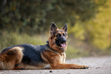 close portrait of beautiful young long haired female german shepherd dog lies on the road in daytime in autumn