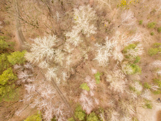Aerial drone view. Deciduous forest in late autumn.